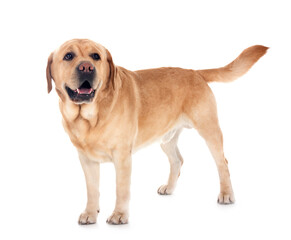 adult labrador retriever