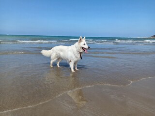 Chien, Berger blanc suisse sur la plage 1