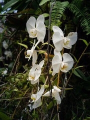 Beautiful blooming white orchid flowers in Kuala Lumpur botanical garden, Malaysia. 