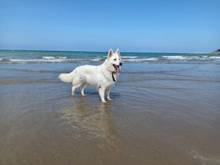 Chien, Berger blanc suisse sur la plage 2