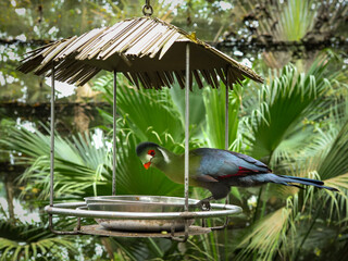 Red crested turaco tropical bird, endemic to Angola, in the Singapore Zoological Garden.