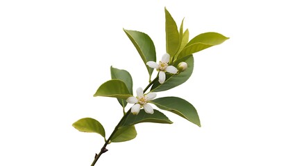 Obraz premium A beautiful branch of citrus blossoms with vibrant green leaves isolated on a clean white background.