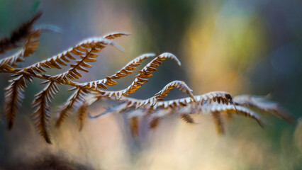 Fougères et bruyères, en automne, dans la forêt des Landes de Gascogne