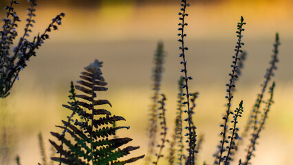 Fougères et bruyères, en automne, dans la forêt des Landes de Gascogne