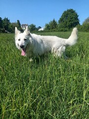 Chien, Berger blanc suisse jouant dans un champ