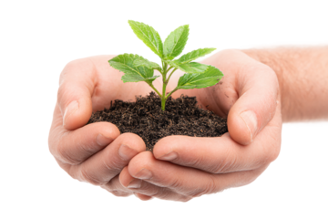 Hands holding young seedling isolated on transparent background