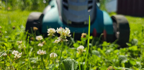 Close Up of White Clover Flowers in Front of Lawn Mower
