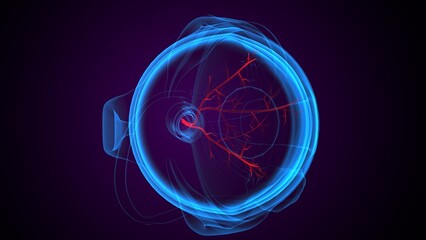Eye optical nerves anatomy. 3d render