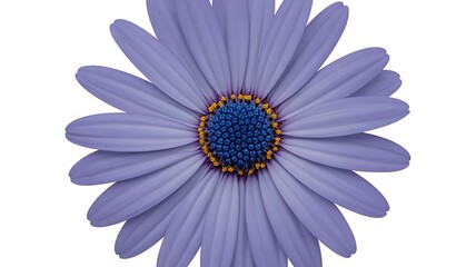 A close up of a beautiful purple african daisy flower with a vibrant blue center in full bloom.