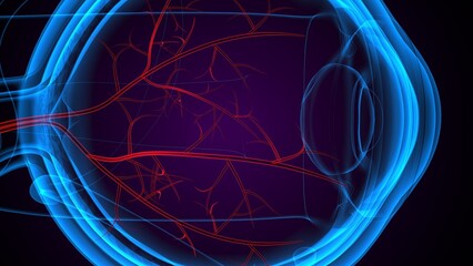 Fototapeta premium Eye optical nerves anatomy. 3d render