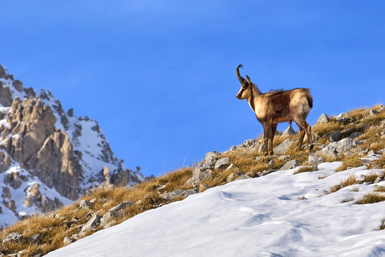 Rupicapra pyrenaica ornata - Il camoscio appenninico - Gran Sasso d'Italia, Abruzzo