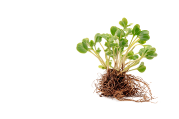 new plant growth isolated on transparent background