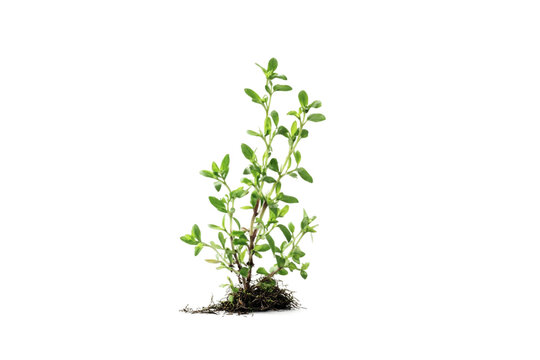 baby plant beginning to grow isolated on transparent background