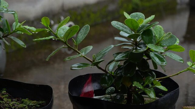 plants in the yard are wet after the rain