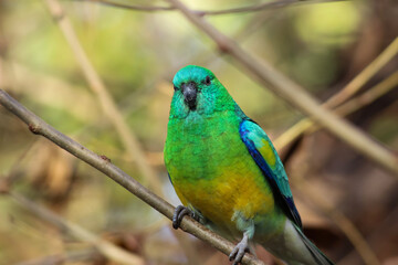 blue and green parrot