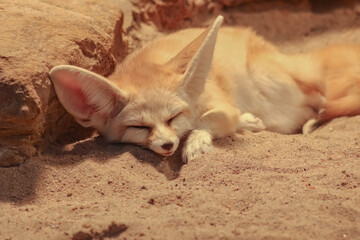 Fennec Fox Relaxing in Warm Sand © Josipa