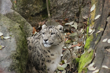 Fototapeta premium snow leopard cub