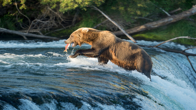Powerful Grizzly Bear Catching Salmon In River Rapids, Alaska Wildlife, Fishing Behavior, Water Spla