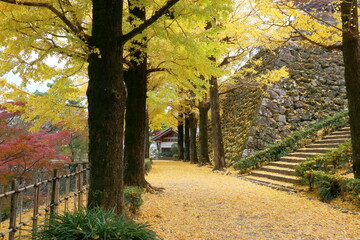 高知城のイチョウ並木　（高知県　高知市）