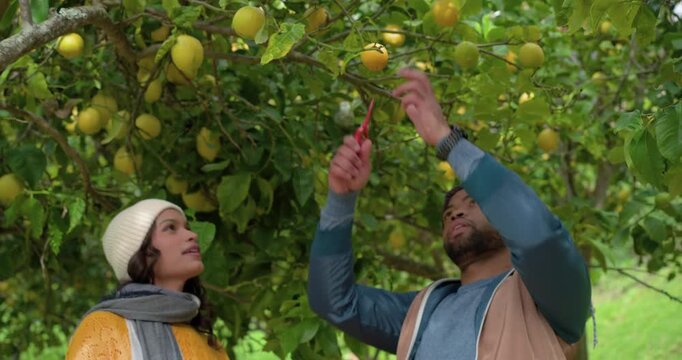 Diverse couple clipping yellow fruit in backyard orchard after hand lifting red pruning shears