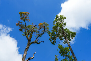 Large trees again blue sky, view from below. green foliage and leaves.