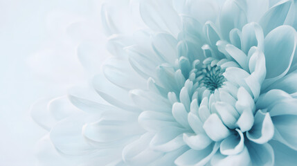 Obraz premium shaggy. Light blue flower bloom with textured petals against clean white background, gardening catalogs, home-decor guides, designed for home decor and floral branding, celebrates nature.