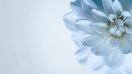 shaggy. Light blue flower bloom with textured petals against clean white background, gardening catalogs, home-decor guides, designed for home decor and floral branding, celebrates nature.