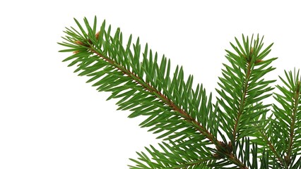Obraz premium Fresh green spruce branch with needles and buds isolated on white