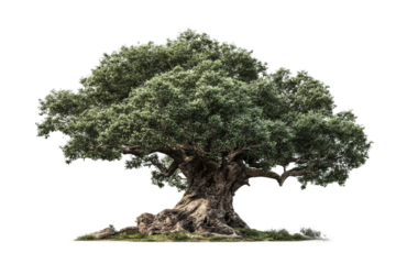 tree of life design isolated on transparent background