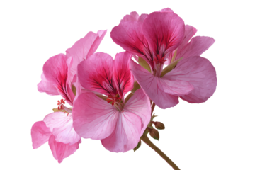Detailed cluster of bright pink geranium flowers, vibrant petals and dark centers, beautiful ornamental garden plant, cutout on white background