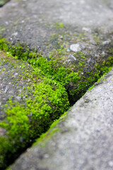 Moss in the cracks of rocks