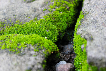 Close up of Moss in the cracks of rocks