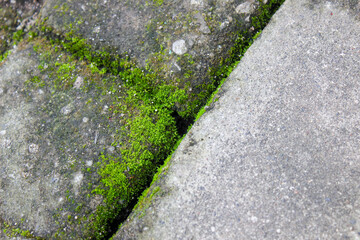 Moss in the cracks of rocks