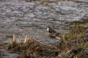 White-throated dipper (cinclus cinclus) aquatic bird