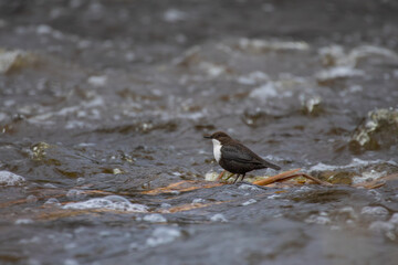 White-throated dipper (cinclus cinclus) aquatic bird