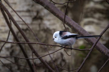 long tailed tit in natural habitat