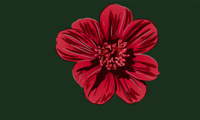 Cosmos atrosanguineus, the brown cosmos, is a species of Cosmos, native to Mexico.