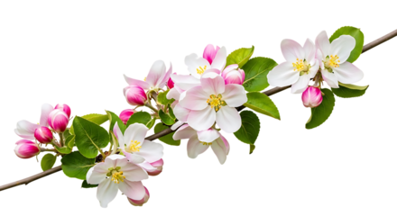 Delicate pink and white apple blossoms with green leaves on a branch isolated on a transparent background 1