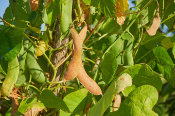 Harvest of dry beans in the garden, Ripe dry bean pods on a plant, harvest of dry beans hanging from a vine © retbool