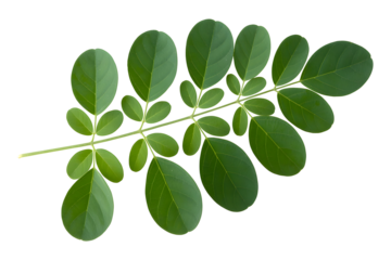 Fresh green moringa leaves and stem isolated on transparent background