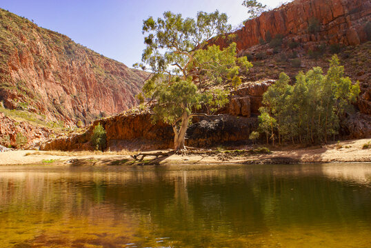 Waterhole at Ormiston Gorge with Eucalyptus trees, West MacDonnell Ranges, Red Centre of Australia