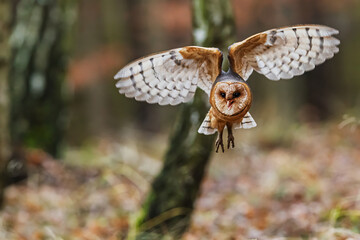 Tyto alba Barn Owl banking in silent flight through forest trees background