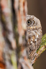 Otus scops Eurasian Scops Owl perfectly camouflaged behind tree trunk in forest