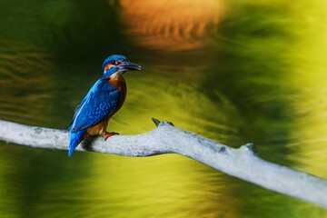 Common Kingfisher Alcedo atthis holding fish above glowing green river water surface