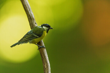 Obraz premium Parus major Great Tit perched on slender branch against soft green background