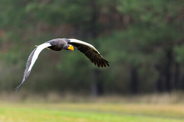 Haliaeetus pelagicus Stellers Sea Eagle low flight over meadow and forest background