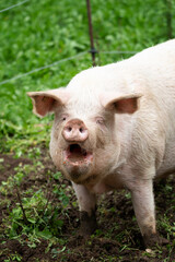 Photos of huge rescued domestic pigs in the mud. The pigs were taken in by volunteers from a horse shelter from rescuers when they were still piglets. They are provided with food and veterinary care.