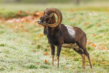 Ovis orientalis musimon European Mouflon ram side profile on frosty pasture meadow