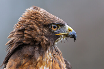 Buteo buteo Common Buzzard side portrait showing raised feathers and focused eye
