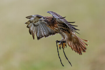 Buteo buteo Common Buzzard landing with spread wings and hanging jesses visible